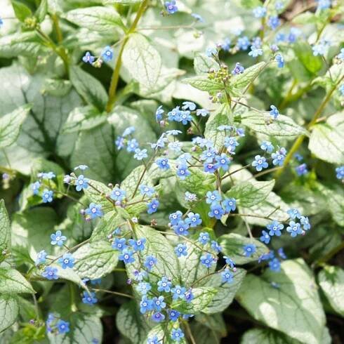 Brunnera Plants: How To Plant Brunnera Siberian Bugloss