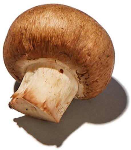 Mushroom