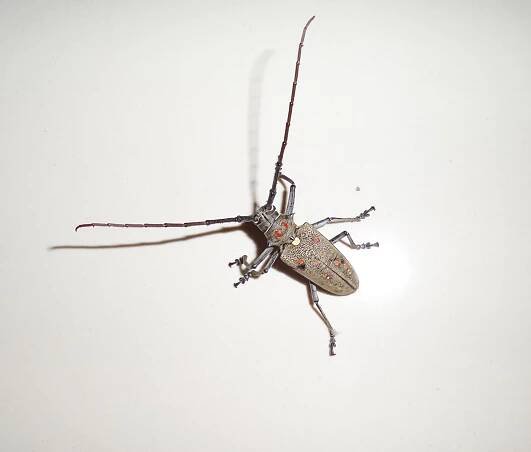 Beetles