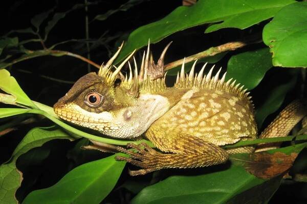 Mekong-Region: 162 neue Tierarten entdeckt
