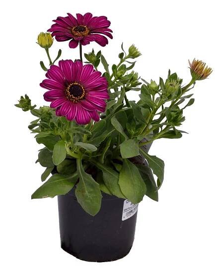 Kopretina kapská Osteospermum, různé druhy, 1 ks, pr. kv. 11 cm