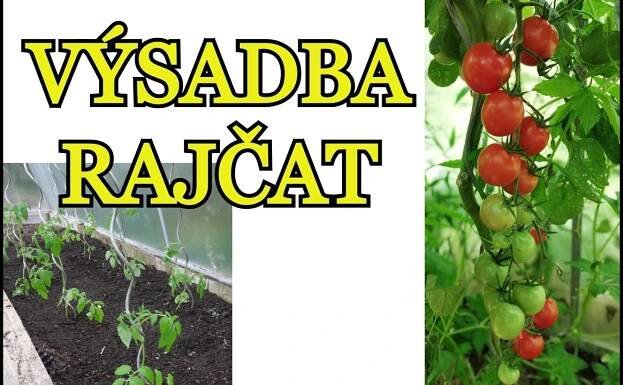 VÝSADBA RAJČAT