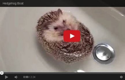 "Roztomilé" video: Plovoucí ježek bělobřichý