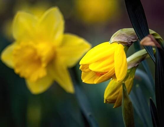 Květ Narcisy Jaro - Fotografie zdarma na Pixabay