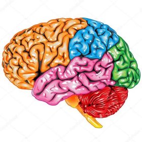 Lidský mozek boční pohled Stock Vektor od ©MedusArt 6616209