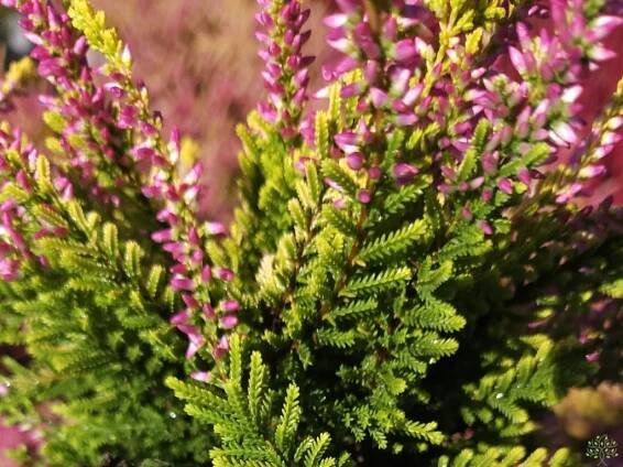 Calluna vulgaris Anna Sophie (1)