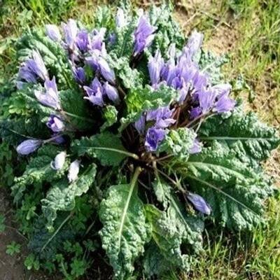 Mandragora lékařská (semena) - Zahrada