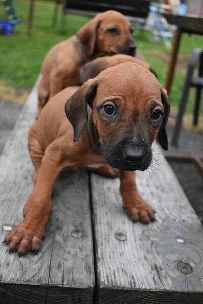 Rhodéský Ridgeback bez PP