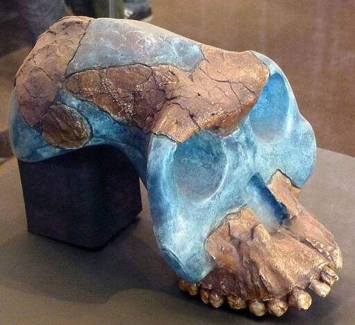 Cast of partial cranium remains of A. garhi  (type specimen BOU-VP-12/130)