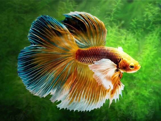 How To Transfer Betta Fish From Cup To Tank: Acclimation Tips
