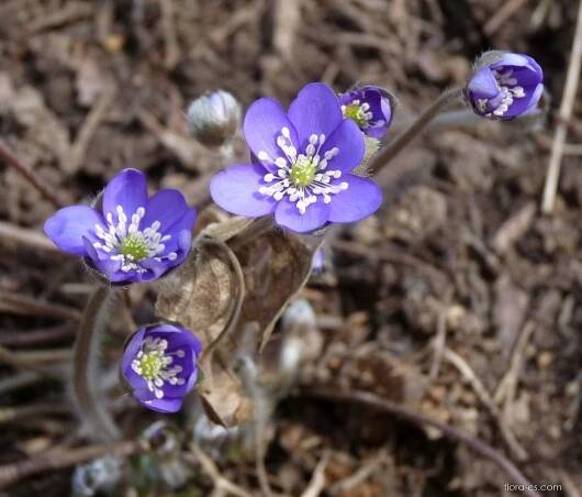 Jaterník podléška (Hepatica nobilis)
