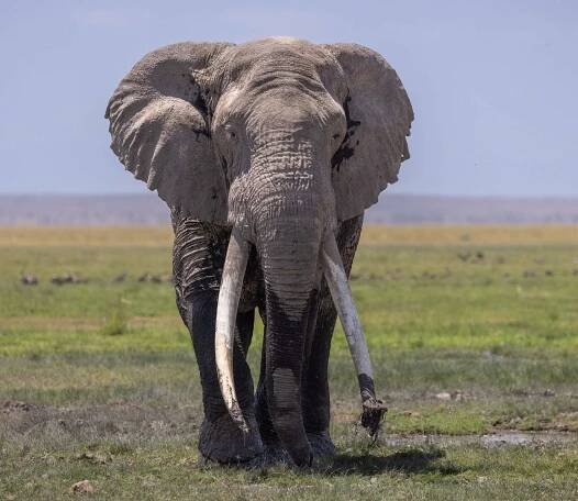 Amboseli - Wild Vision Adventures