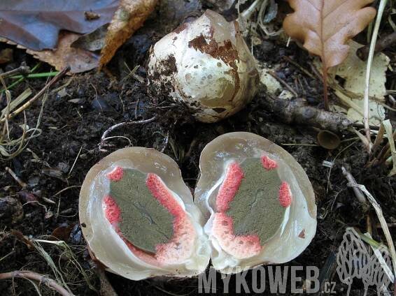 Clathrus archeri - květnatec Archerův - Mykoweb