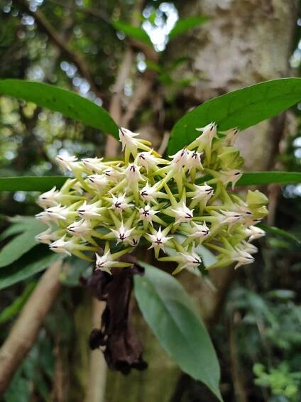 Flower of Hoya multiflora, commonly known as Shooting Star Hoya