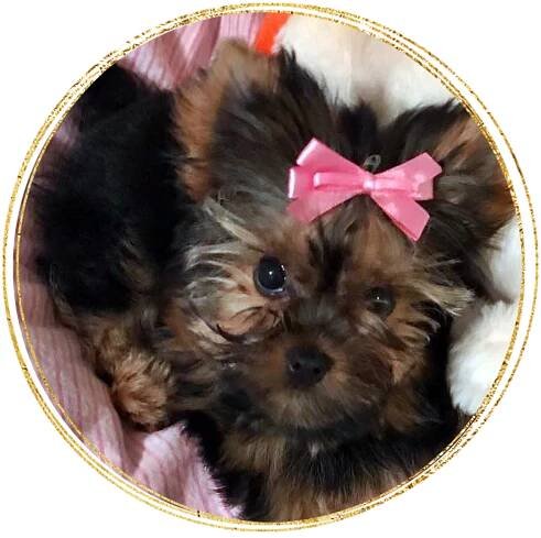 Lets Talk Yorkie review-2
