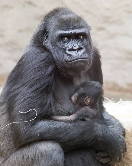 Pražská zoo dnes oslaví 45 let od nalezení gorily Kamby