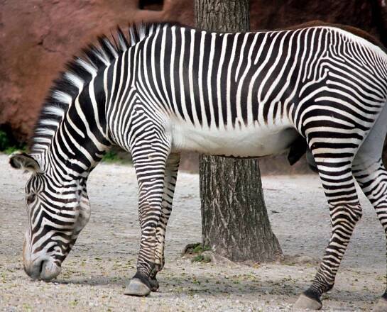Bezplatný obrázek: ohrožené zebra, zvíře