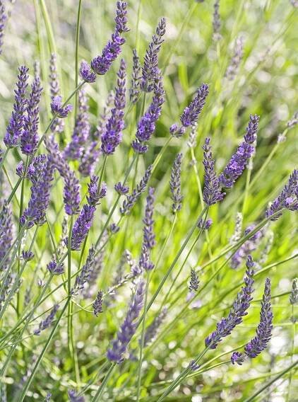 'Grosso' Lavender