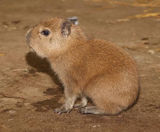 Plzeňská zoo se po osmi letech dočkala narození mláděte největšího hlodavce na světě