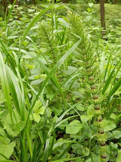 Přeslička největší (Equisetum telmateia)