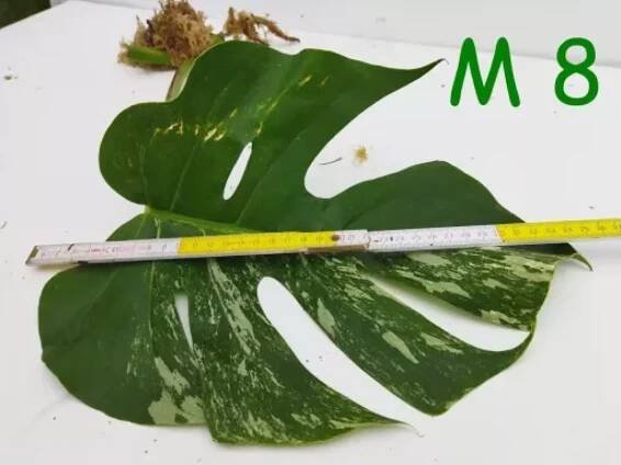 Monstera Alba (deliciosa) řízek "Monstero výprodej"