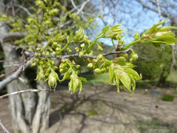 Břestovec západní - Celtis occidentalis