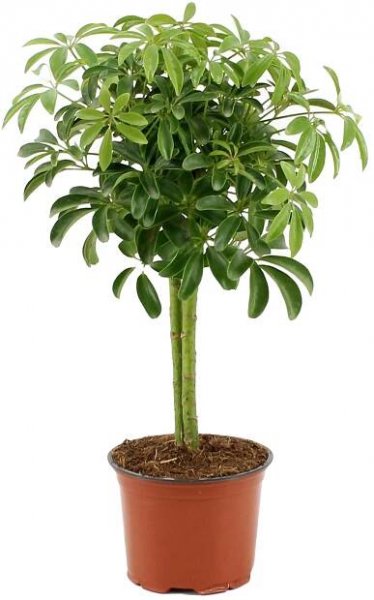 GROW by OBI Šeflera dlanitolistá (Schefflera arb.) "Luseana", 40-45 cm, pr. 12cm