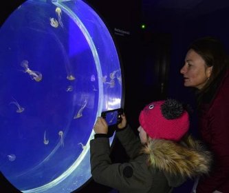 Nával v chomutovském zooparku: lidé si přišli prohlédnout medúzárium