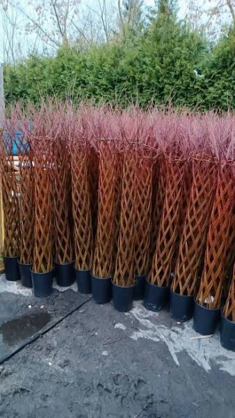 Salix