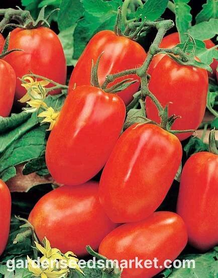 Rajčata "Pikador" - pole, hruškovité, velmi masitá odrůda - Lycopersicon esculentum - semena – Garden Seeds Market | Doprava