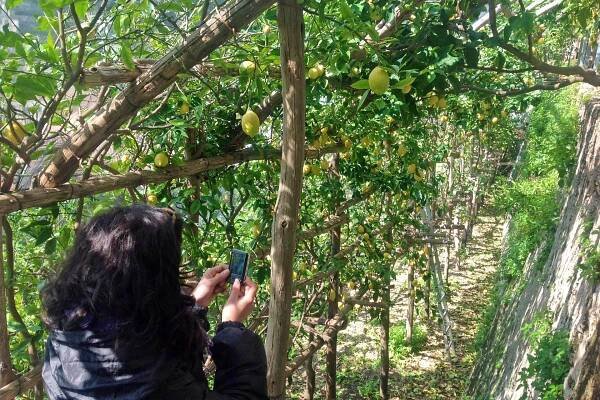 Private Lemon tour 3pm  - Image 4