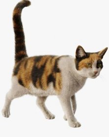 3D Cat Calico Rigged Animated model