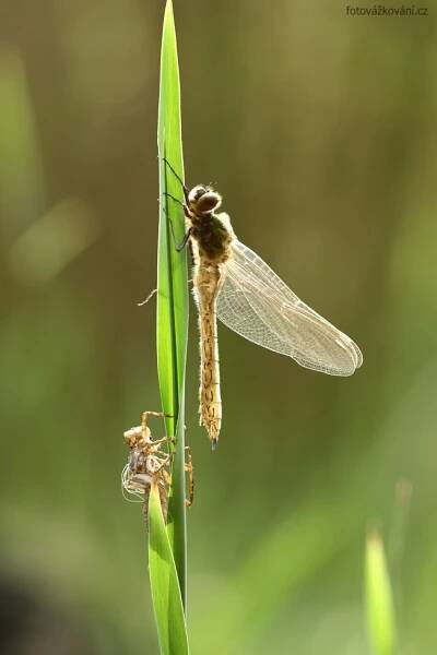 dragonflies,vážky ,šídla,šídlatky,motýlice,šidélka | Fotovážkování