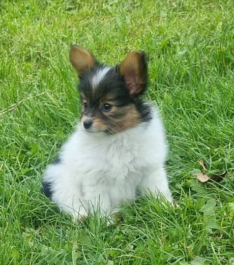 Papillon fenka s PP