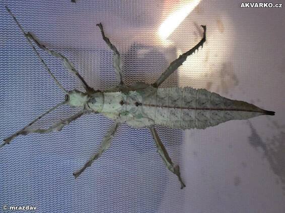 Heteropteryx dilatata-Strašilka obrovská a Extatosoma tiaratum-Strašilka australská - AKVARKO.cz
