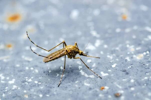 nebezpečný komár. leishmaniasis, encefalitida, žlutá zimnice, dengue, malárie onemocnění, eeev nebo zika virus infekční culex mosquito parasite hmyz makro. - leishmania - stock snímky, obrázky a fotky