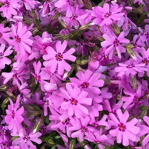 Flox šídlovitý Fort Hill (phlox subulata) | P9