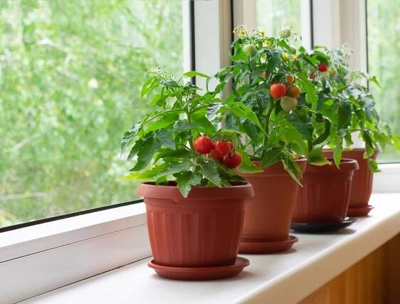 Tomato plants on windowsill