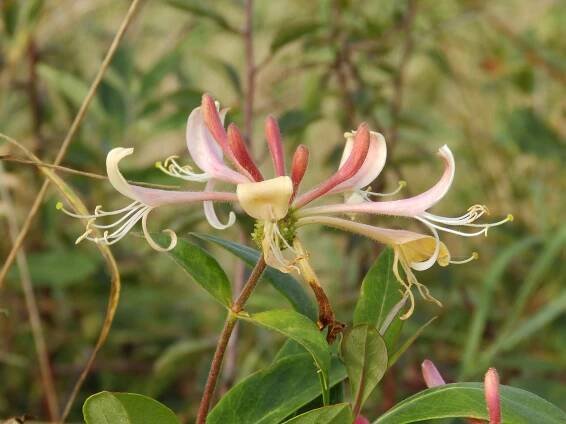 Honeysuckle, Sheila Sims
