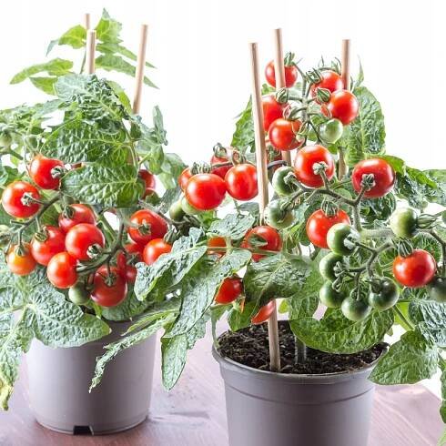 Rajče Vilma – pro pěstování v květináčích, samozakončovací odrůda Semena PREMIUM Značka Premium Seeds