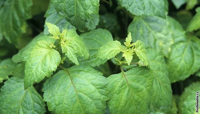 Pačule obecná (Pogostemon cablin)