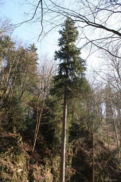 Smrk ztepilý - Picea abies