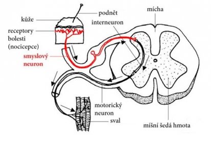 Nervové obvody, reflex. Nervový systém Mozek člověka je pravděpodobně nejkomplikovanější struktura na Zemi 1cm 3 mozkové