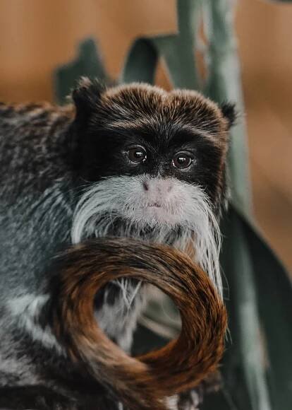 Tamarín