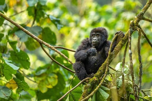 Bwindi Impenetrable Forest Gorilla Trekking Tours with Premier Africa