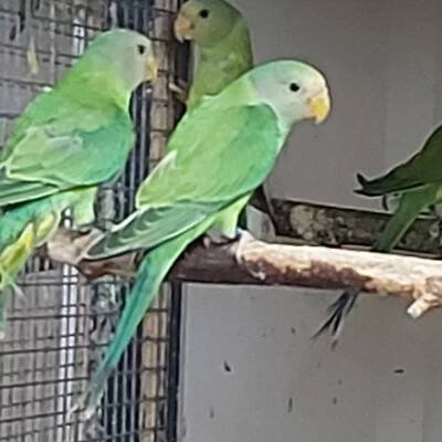 Ads - Parrot4sale
