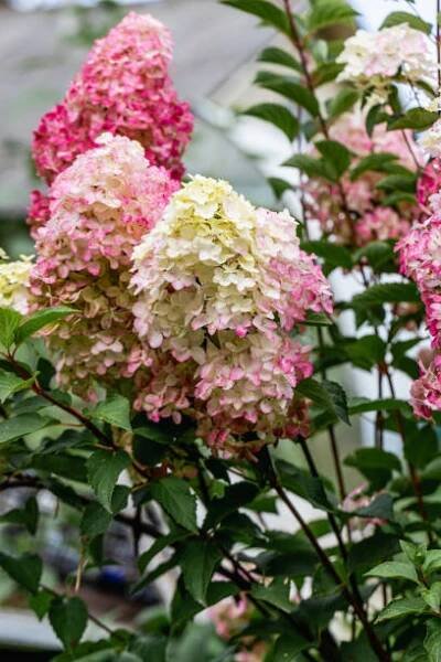 hydrangea paniculata sort fraise melba hydrangea with pink flowers blooms in the garden in summer - hydrangea paniculata - stock snímky, obrázky a fotky