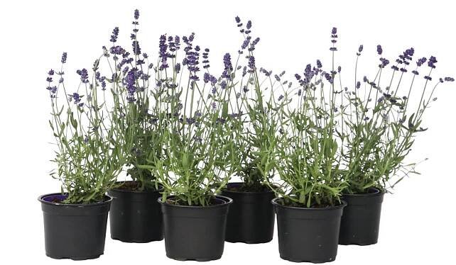 Levandule - 6 ks. - Lavandula angustifolia - Výška 10-15cm - ⌀10,5cm