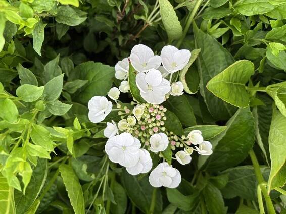 Hortenzie velkolistá 'Libelle'