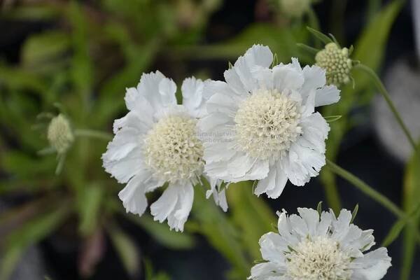 Scabiosa caucasica " Miss Willmont " - hlaváč kavkazský Zahradnictví Krulichovi - zahradnictví, květinářství, trvalky, skalničky